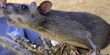 061215_ratte_ap