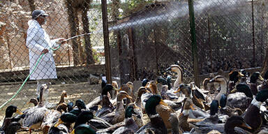 061225_h5n1_vogel_vogelgrippe_kairo_zoo_afp