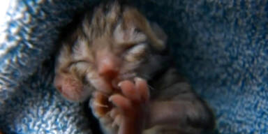 Extrem selten: Katze mit zwei K&ouml;pfen geboren