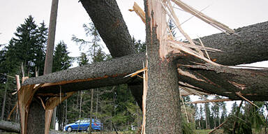 070122_kyrill_baum_schäden_APA