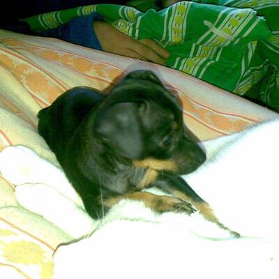 Hundewahl - Lennox, 14 Moante