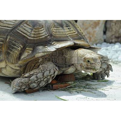 Prinzessin trotzt Wind und Wetter