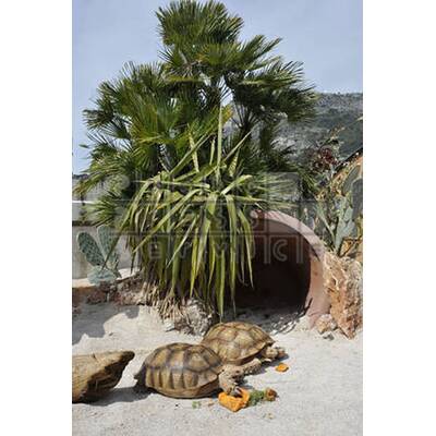 Prinzessin trotzt Wind und Wetter