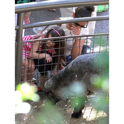 Katie Holmes & Suri: Auflug in den Tiergarten