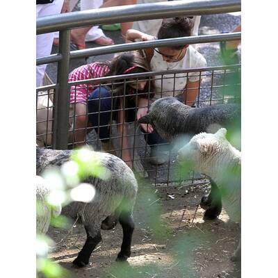 Katie Holmes & Suri: Auflug in den Tiergarten