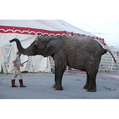 Mary von Dänemark: Lustiger Zirkusbesuch