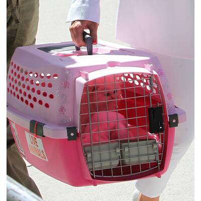 Kim Kardashian benutzt Kätzchen als Accessoire