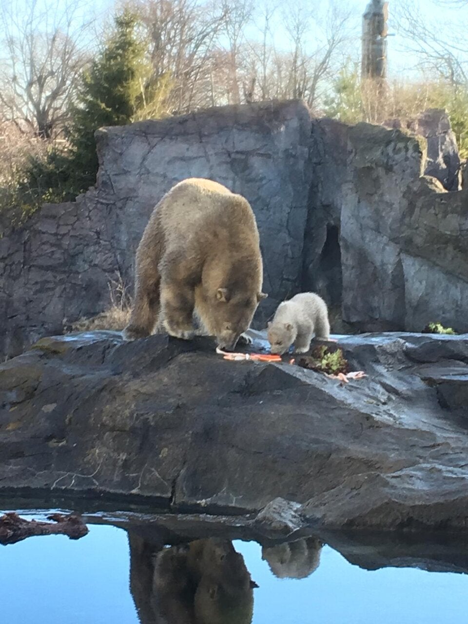 Eisbär