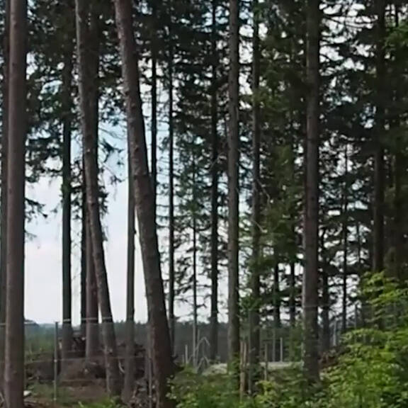 Rückblick: Bär Felix wieder zu Hause