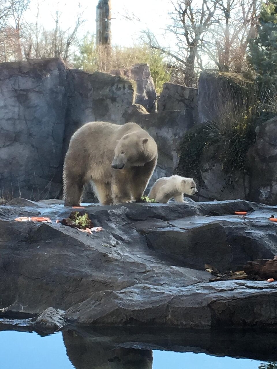 Eisbär