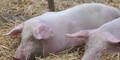 Schweinehaltung Neu: Wo ist die Verbesserung?