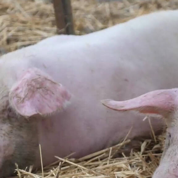 Schweinehaltung Neu: Wo ist die Verbesserung?
