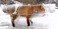 Fuchs erfroren