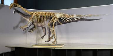 "Wiener" Dino peitschte Feinde mit Schwanzhieben in die Flucht