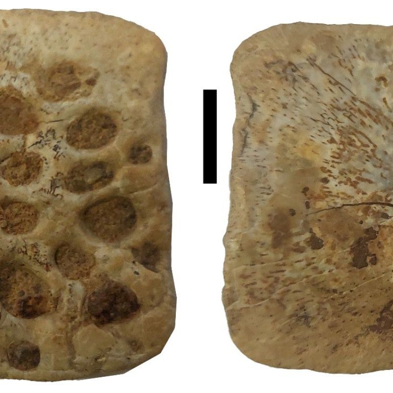 Hautplatte des Alligators aus Hernals 