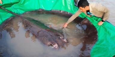 Gr&ouml;&szlig;ter Rochen der Welt gefangen