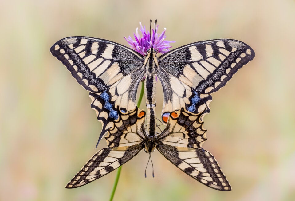 ''Natur im Garten'': Das sind die schönsten Schmetterlings-Fotos