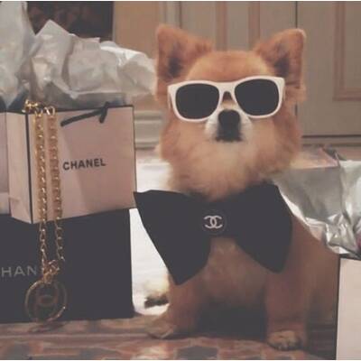 Rich Dogs of Instagram
