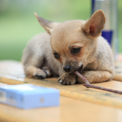 Hundewahl - Lennox, 14 Moante