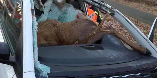 Schockfotos: Hirsch kracht durch Windschutz-Scheibe