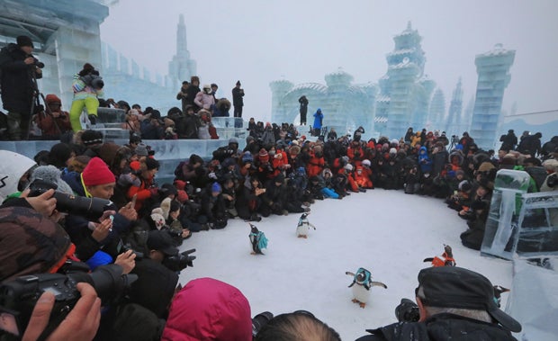 Größtes Eisskulpturen-Festival bestückt Pinguine mit Rucksäcken