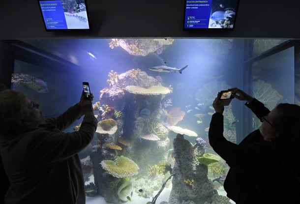 Haus des Meeres: Größere Becken für tropische Meerestiere