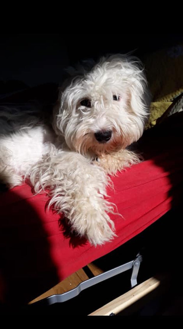 Rapid-Fans drohen brutalem Hunde-Prügler mit Mord