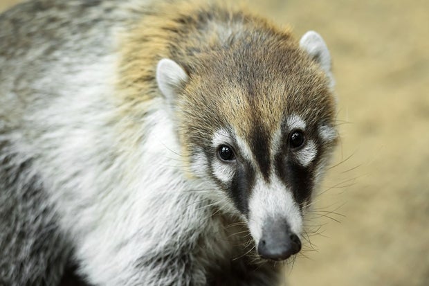 Weißrüsselnasenbären Schönbrunn