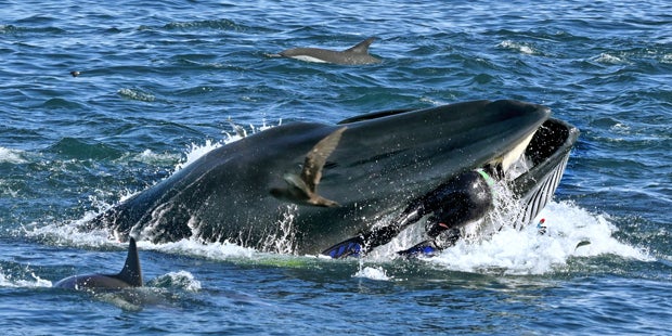 Österreicher schoss Foto des Jahres: Wal spuckt Taucher wieder aus