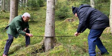 Lugner s&auml;gt am falschen Christbaum