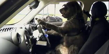 Dieses Auto wird von Hunden gesteuert
