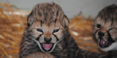 Geparden-Drillinge in Schönbrunn geboren