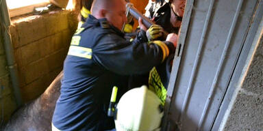 Pferd nach Rettung aus Kanal eingeschläfert