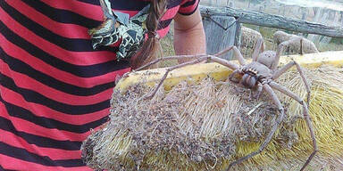 Mega-Spinne schockt das ganze Netz