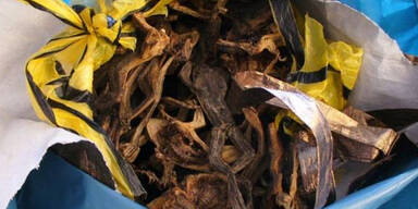 Zoll macht Grusel-Fund am Flughafen