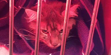 Kater bei 60 Grad gewaschen