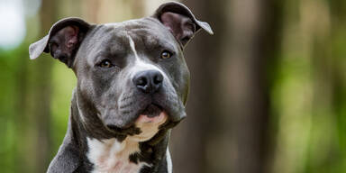 American Staffordshire