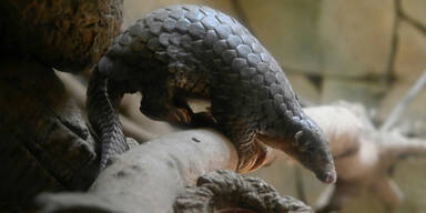 Pangolin