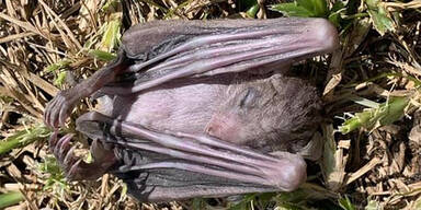 Tote Flederm&auml;use