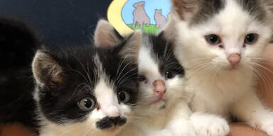 F&uuml;nf Katzenbabys am Waldrand ausgesetzt