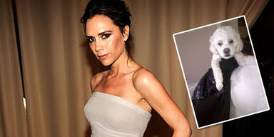 Victoria Beckhams Hund trägt Designerkleid