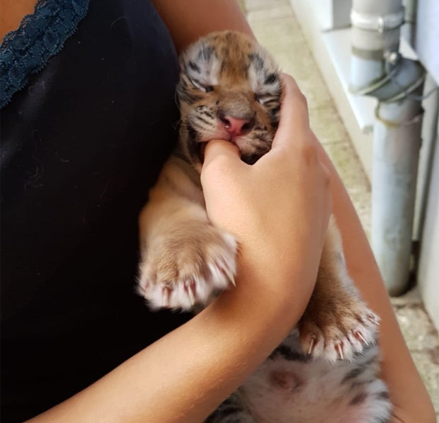 Tigerbabys gerettet: Jetzt spricht die 