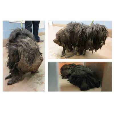 Tierschützer retten verwahrlosten Streuner