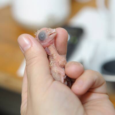 Tierschmuggelring zerschlagen