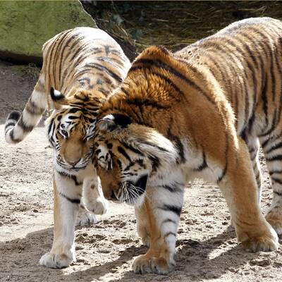 Tödliche Tiger-Attacke in Köln  