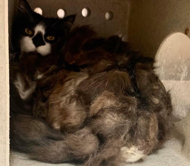 Familie kauft Haus – aber im Keller lebt schon was