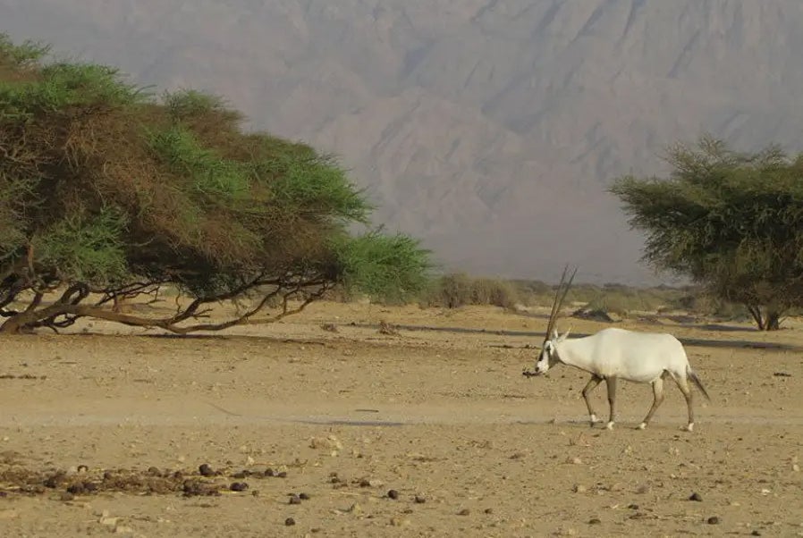 Oryxantilope