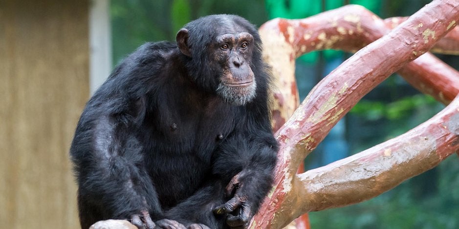 Schimpanse Limbo
