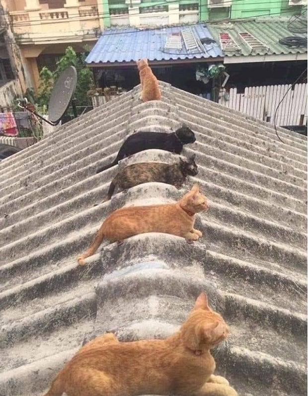 'Social Distancing': oe24 sucht die lustigsten Tierfotos