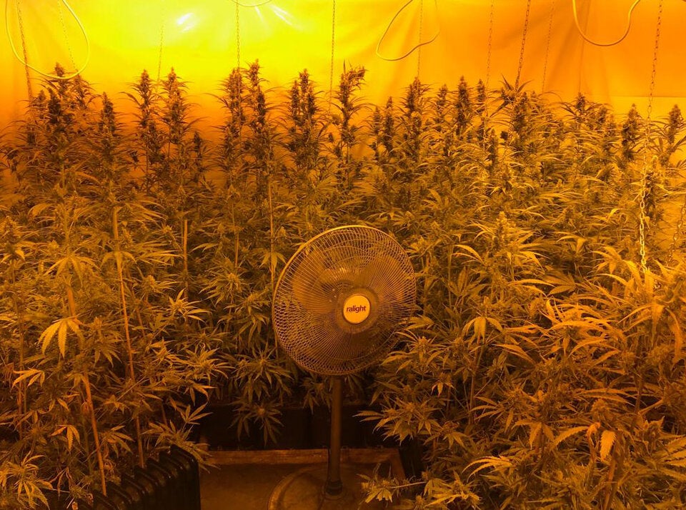 Hanfplantage mit 624 Pflanzen sichergestellt